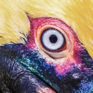 Featured image for “GLIMPSE OF US”